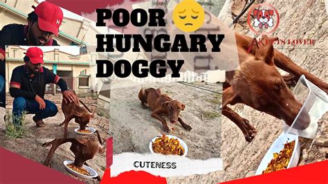 A Poor Weak Hungry Doggy Youtube
