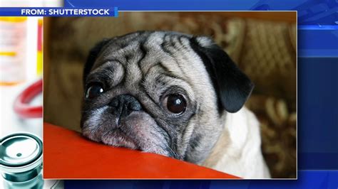 Scientists Take A Peek Behind Those Sad Puppy Dog Eyes Abc7 New York