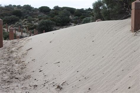 Sand Dune Reclaiming Path Tennyson Dunes Blacks2012 Flickr