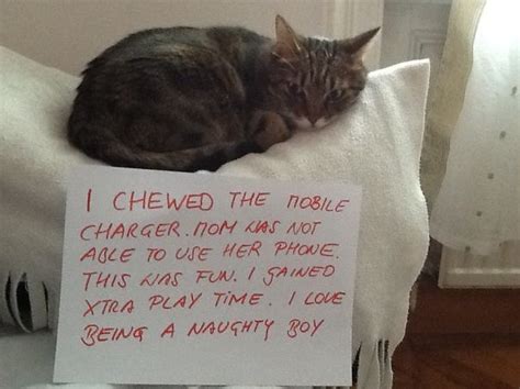 Pet Owners Shame Naughty Kitties With Hilarious Notes Artofit
