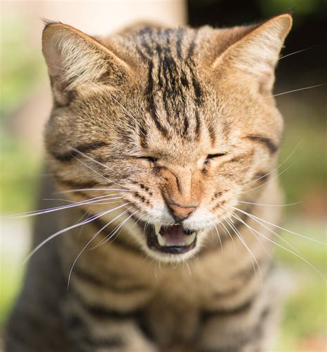 Cat Sneezing How To Help A Sneezing Cat Keepingdog