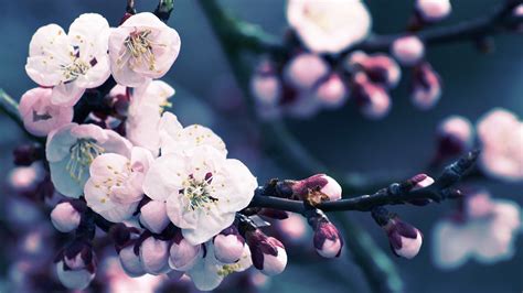 Hermoso Fondo De Pantalla De Temporada De Flor De Cerezo Japonés 15
