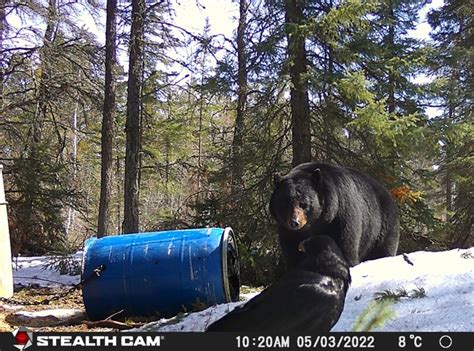 2023 Manitoba Spring Black Bear Season Is Fast Approaching Blog