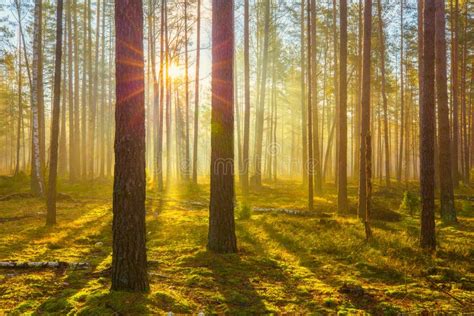 Spring Nature Spring Forest Sun Shines Through Tree In Forest With