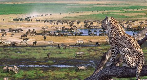Serengeti National Park Kenya Tanzania Safari Tour Africa