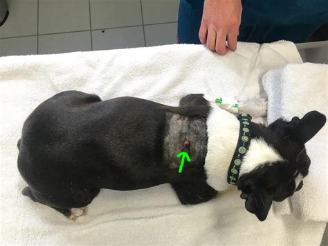 Charlies Mast Cell Tumour — Alpine Veterinary Medical Centre