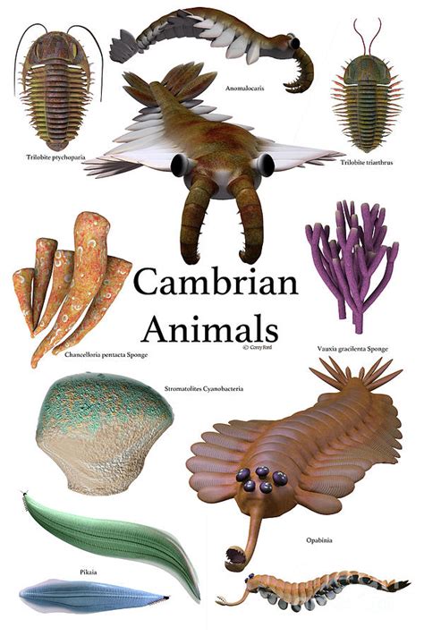 Cambrian Animals Digital Art By Corey Ford Fine Art America