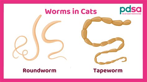 Gastrointestinal Parasites Of Cats Cornell University College Of