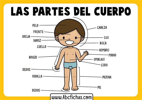 Top 156 Imagenes Partes Del Cuerpo Humano Para Preescolar