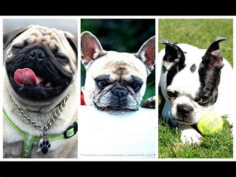 It's hard to imagine how you can go wrong with either choice. Pug vs French Bulldog vs Boston terrier - Differences ...