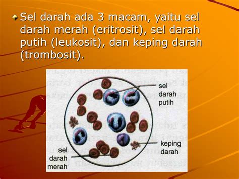 Bahan organik yang larut dalam air akan mengalami penguraian dan pembusukan. PPT - SISTEM PEREDARAN DARAH MANUSIA PowerPoint ...