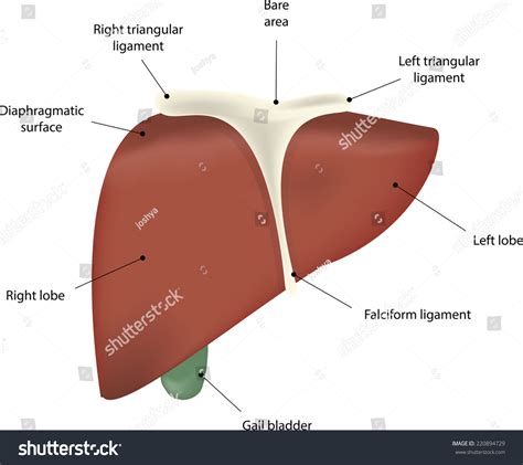 Liver Anatomy Labeled Diagram 库存插图 220894729 Shutterstock