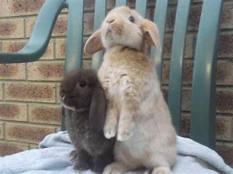 Lop Eared Rabbits Lop Eared Rabbits Photo 38480638 Fanpop