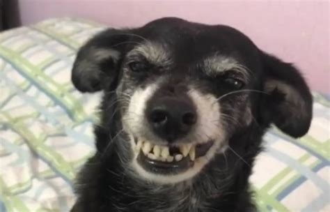 fofura do dia essa cadelinha banguela não consegue parar de sorrir emais estadão