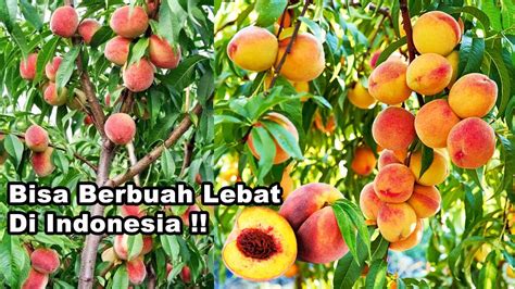Cara Menanam Buah PERSIK Di Indonesia Agar Cepat Berbuah Lebat How To Grow Peach Tree YouTube
