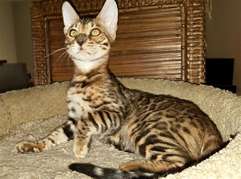 Petland las vegas, nevada offers a variety of kittens for sale that include breeds such as bengal, munchkin, persian, teacup, siberian and many others. Bengal Cats For Sale | Los Angeles, CA #255445 | Petzlover