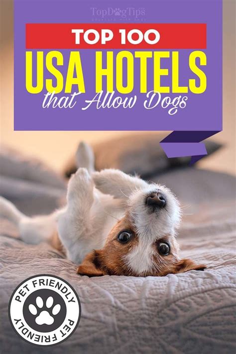 Top 100 Best Hotels That Allow Dogs Usa Hotels That Allow Dogs