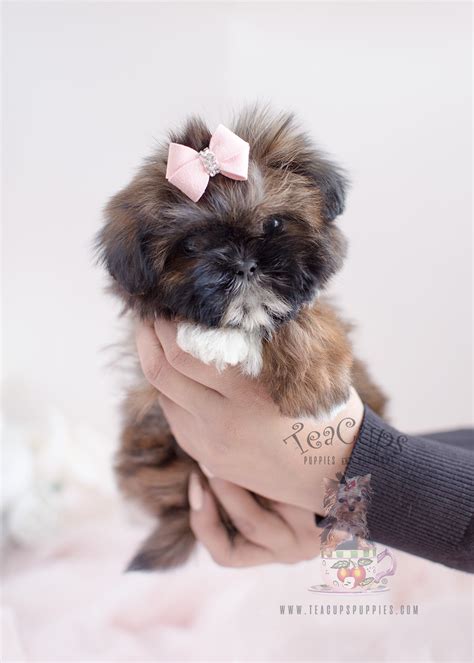 Shih Tzu Puppy 038 For Sale Teacup Puppies And Boutique