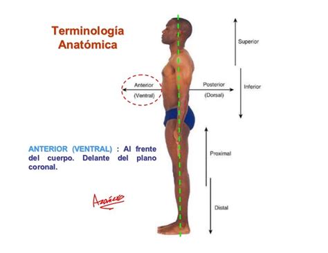 Terminologia Anatomica