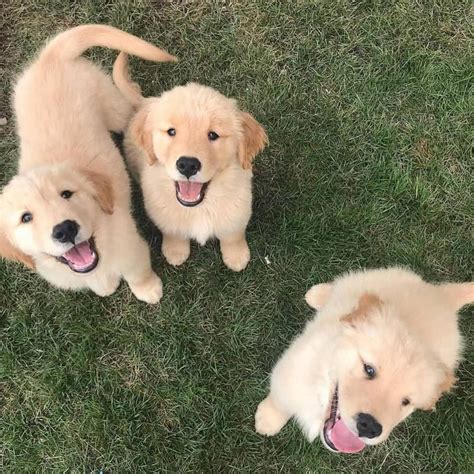 Classic golden retriever puppies are a great choice for their loyal, caring dispositions and golden retrievers for sale are outgoing, eager to please, and friendly with both people and other animals. PUREBRED GOLDEN RETRIEVER PUPPIES FOR SALE FOR SALE ...