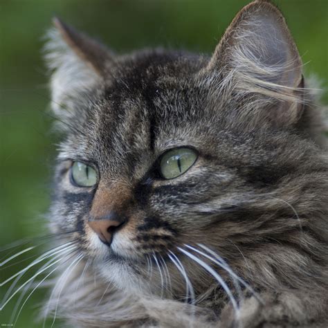 Tabby Cat Biological Science Picture Directory