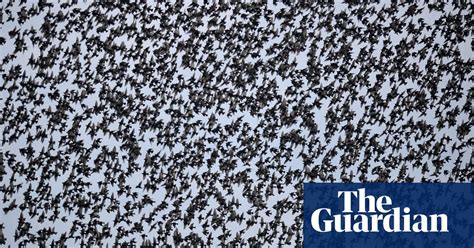 Starling Murmuration Season In Pictures Environment The Guardian