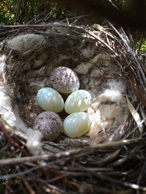 Cowbird Eggs In A Finchs Nest