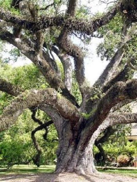 Quercus Virginiana Live Oak Florida Native Tree Roble Pre Bonsai Seed