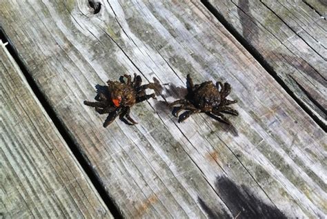 Wolf Spiders And Dock Spiders Or Fishing Spiders A Comparison Plus My