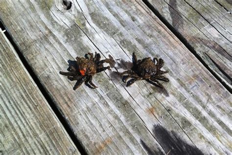 False widow spiders are distinctive for their shiny, black flesh, bulbous millions of false widows, britain's most venomous spider, have been one mother, who did not want to be named and who lives by star lane described the situation as horrendous. Wolf Spiders & Dock Spiders or Fishing Spiders; A ...