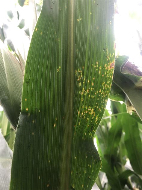 Corn Disease Update June 26 2018 Mississippi Crop Situation