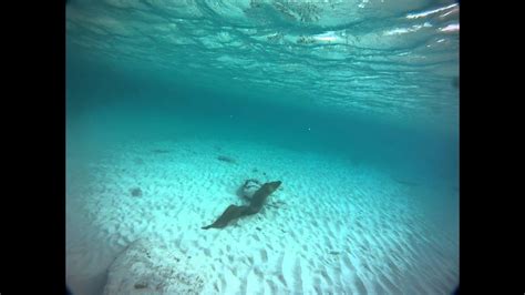 Green Moray Eel Attack Grand Cayman Youtube