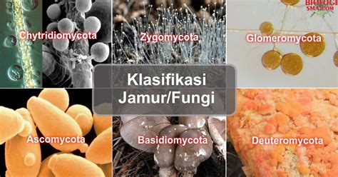 Klasifikasi Jamur Atau Fungi Dunia Biologi