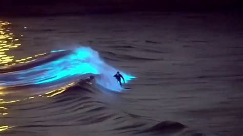 Surfer Glides Through Stunning Bioluminescence Water In San Diego Youtube