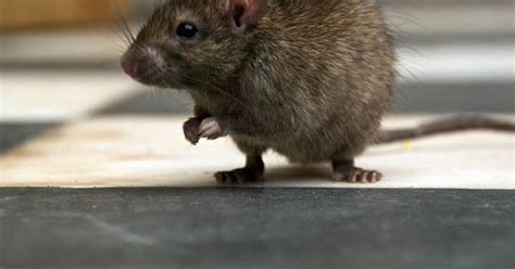 Super Rats Invading Britain Are Smarter Than Ever Daily Star