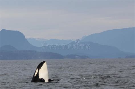 Orca Spy Hopping With Pod Of Resident Orcas Of The Coast Near Sechelt