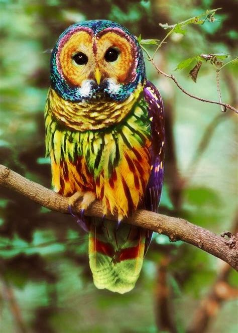 Rainbow Owl Colorized Owl Photos Owl Pictures Most Beautiful