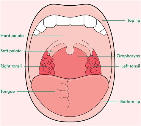 Mouth Diagram Healthiack