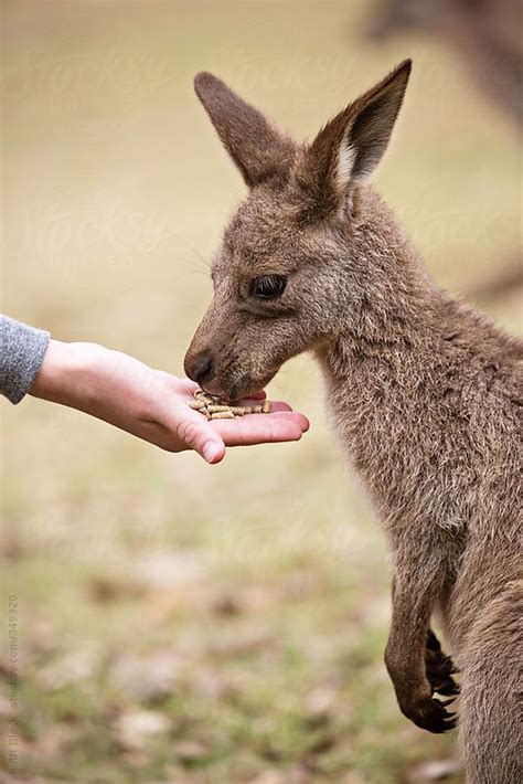 Hand Feeding Baby Kangaroo At A Petting Zoo By Ruthblack Stocksy