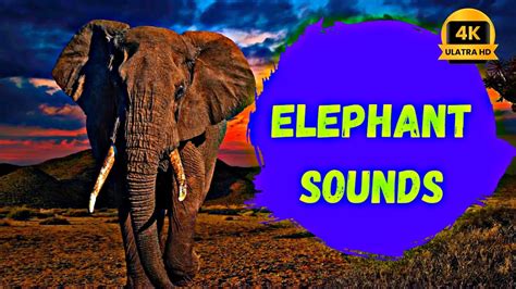 Elephant Sounds For Kids Learn The Trumpetroar And Roar Sound