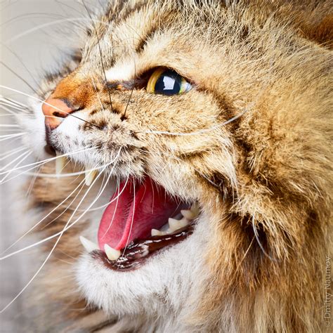Hissing Cat Portrait Of Angry Hissing Siberian Cat Showing Flickr