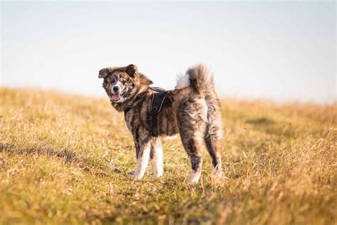 Brindle Akita Facts Appearance Genetics And Pictures