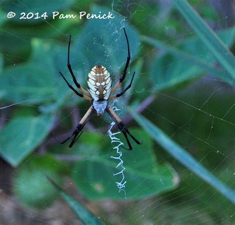 Garden spider , ( araneus diadematus ), also called cross spider , a member of the orb weaver family araneidae (order araneida) characterized by white marks arranged in the form of a cross on the. I spy a garden spider, and she's not alone | Digging