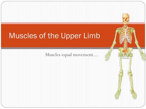 Ppt Muscles Of The Upper Limb Powerpoint Presentation Free Download