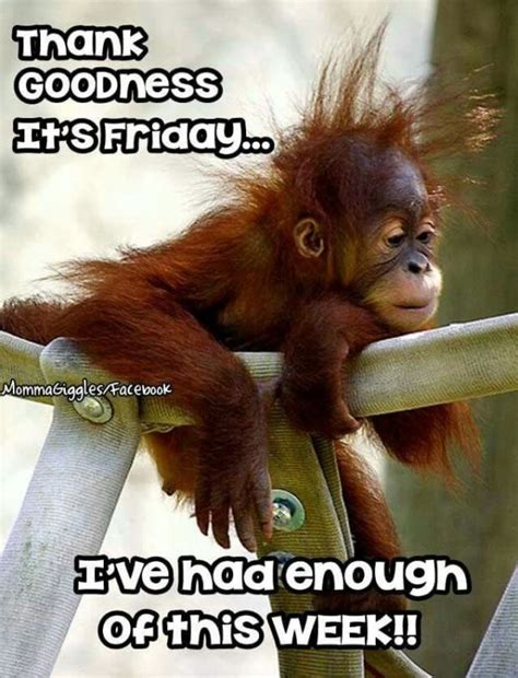 Friday is almost here hang in there. Thank God its Friday pictures funny as hell to end the week