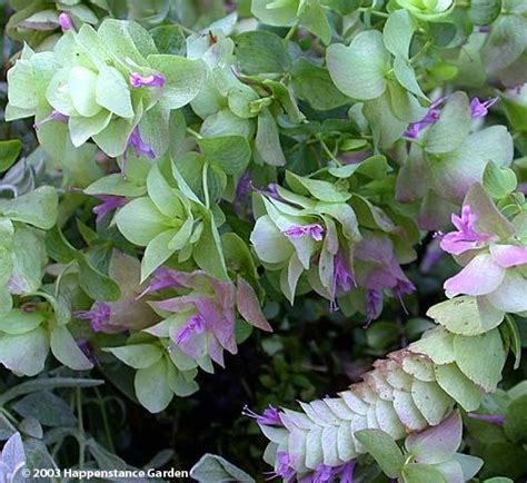 Origanum x hybrida we love ornamental oregano in hanging baskets and mixed containers and are very pleased to offer kirigami from seed. PlantFiles Pictures: Origanum, Ornamental Oregano 'Kent ...