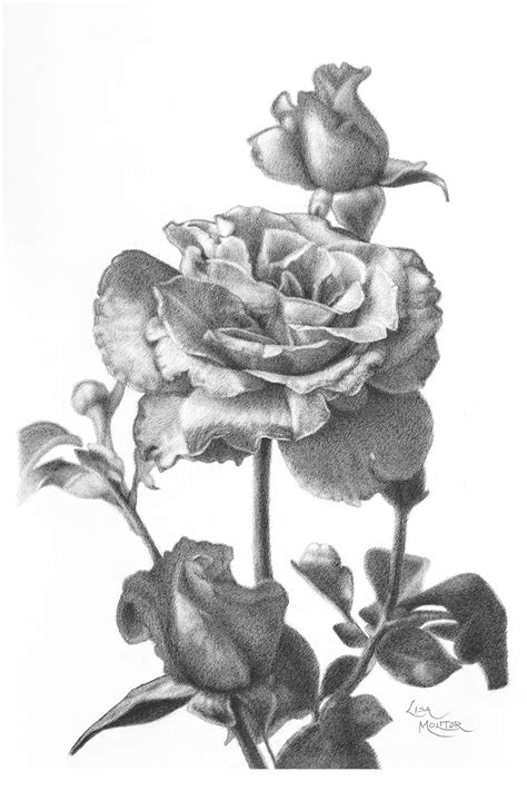 Pencil Drawing Rose