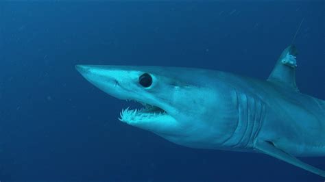 How do shark nets work? Guy Harvey Mako Shark "Catch-Tag-Release off Isla Mujeres ...