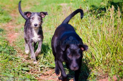 Two Dogs Walking Together Stock Photo Image Of Friendship 27908150
