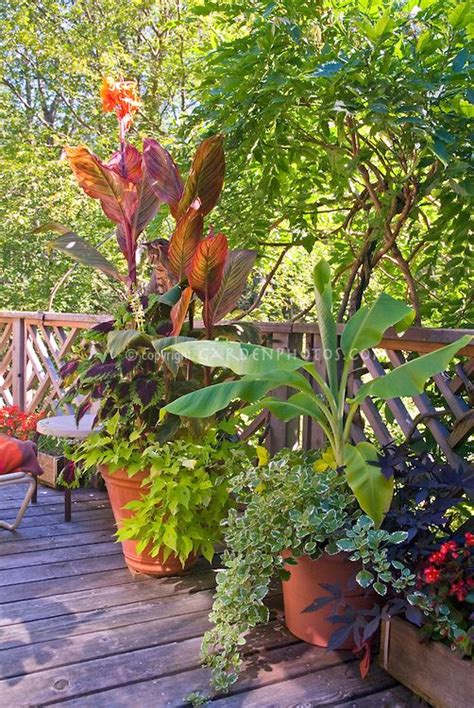 Deck Container Garden Annual And Tropical Plants Plant